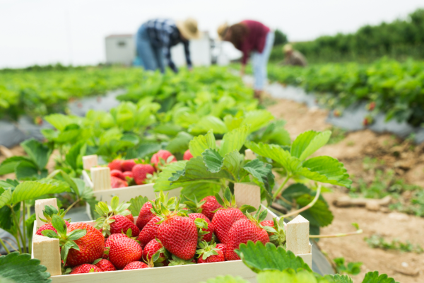 A crate of strawberries in a strawberry field. Two workers see visible in the distance.